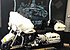 1999 Harley-Davidson Police for sale 200868771